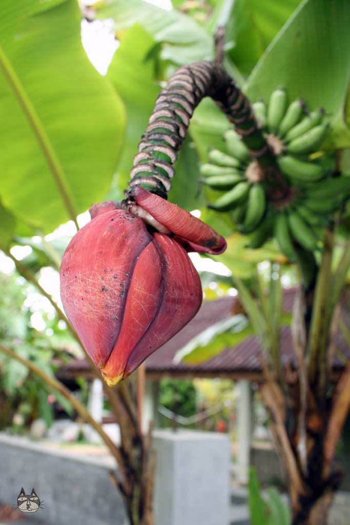 bananablossom01