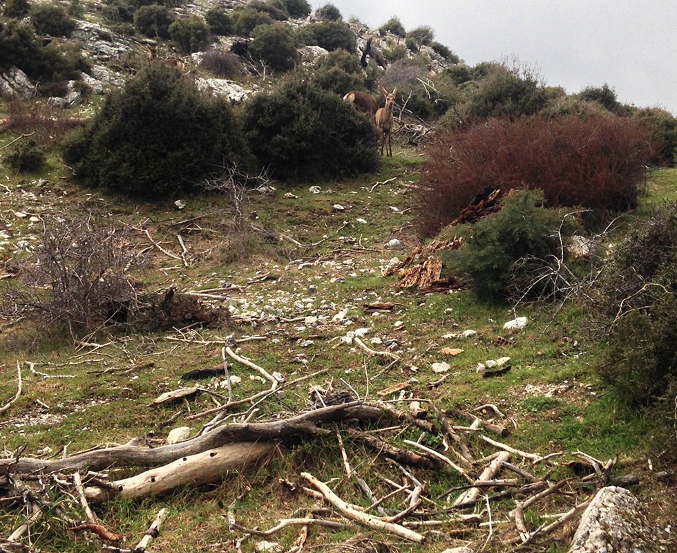 birthday2015_parnitha_deer