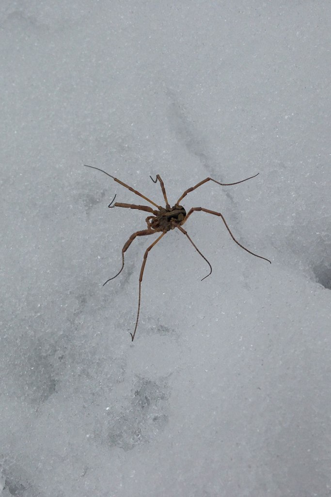 birthday2015_parnitha_harvestman