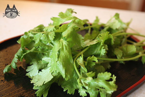 coriander