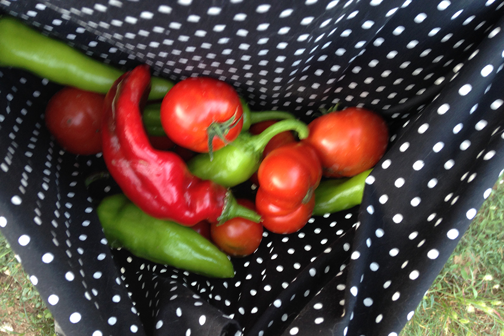 tripnorthveg02