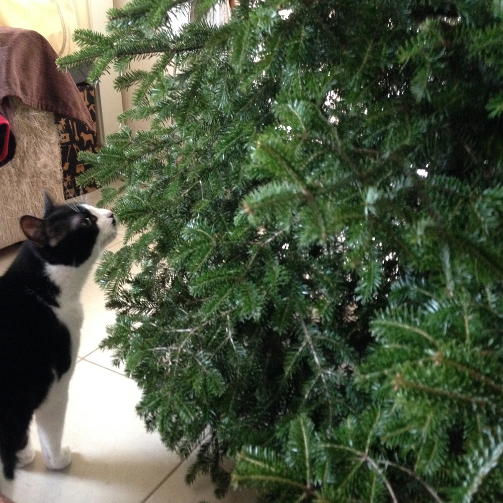 xmastree01